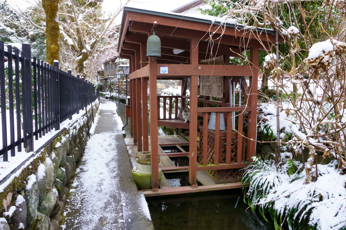 猫とは仲良くできなかった。水路を飛び越え逃げてしまった。