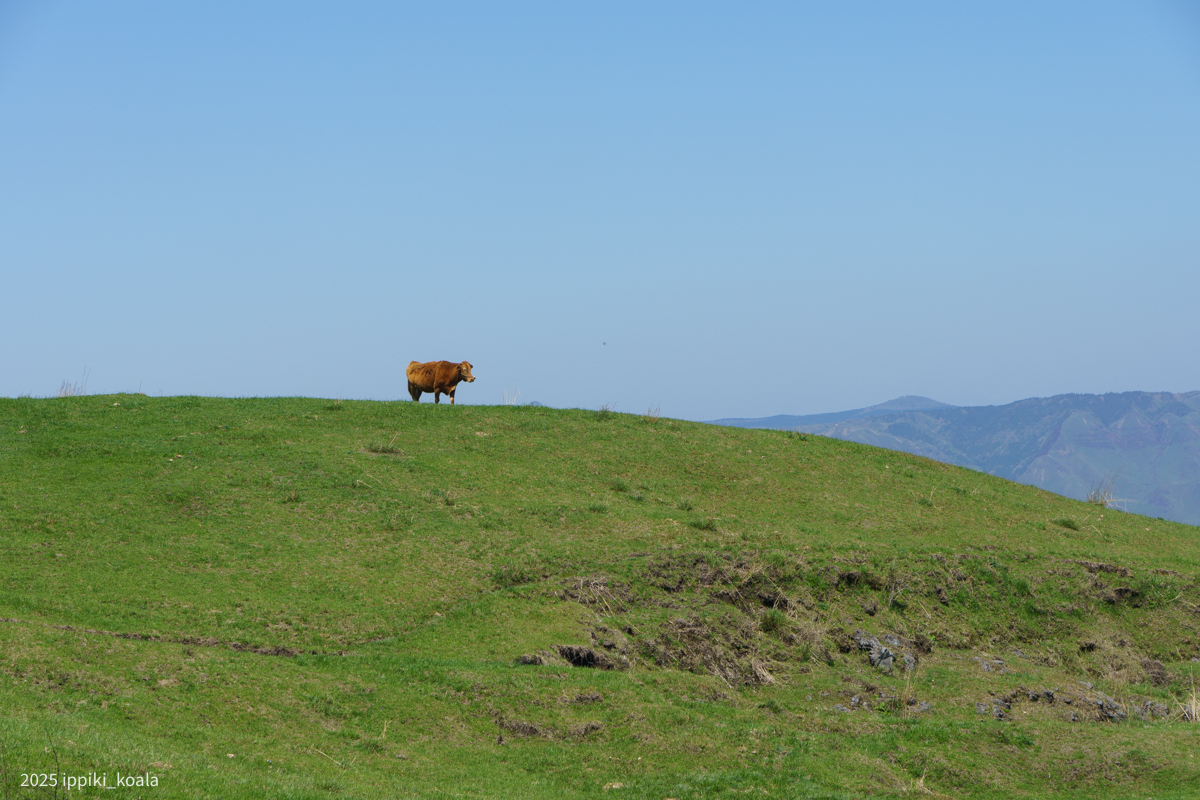 牛をたくさん撮った