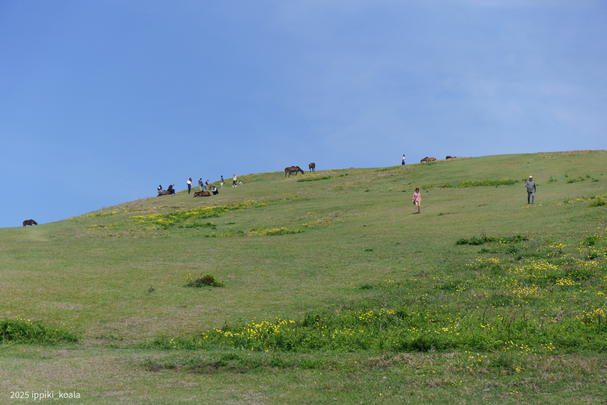 丘の上の馬めがけてみんな登っている