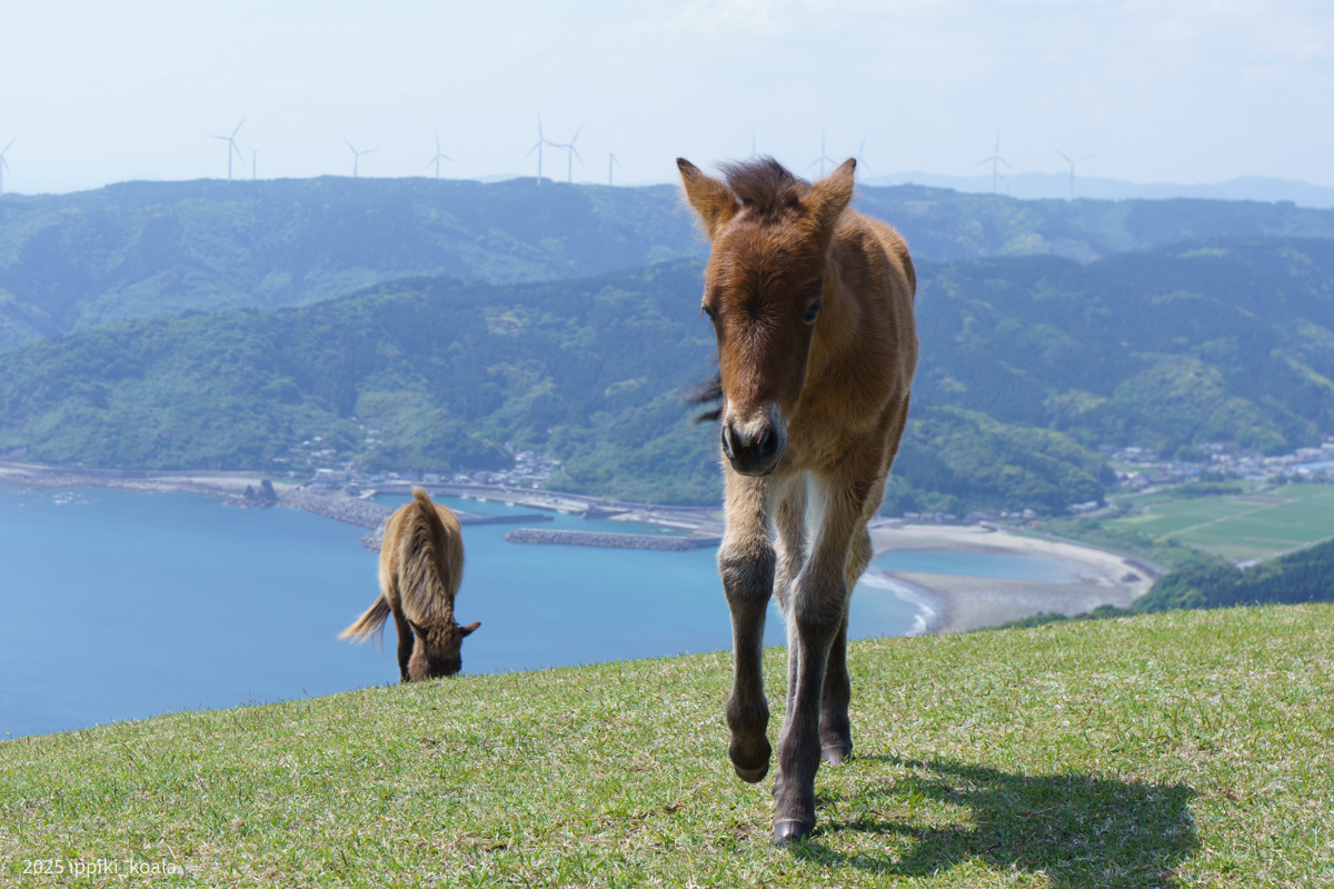 仔馬はすぐ近寄ってくる