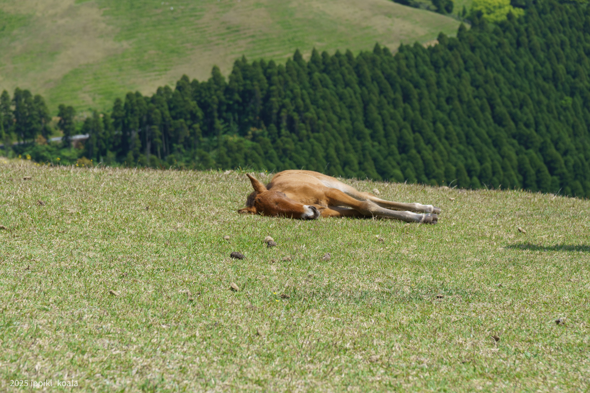 こっちは日向ぼっこ中