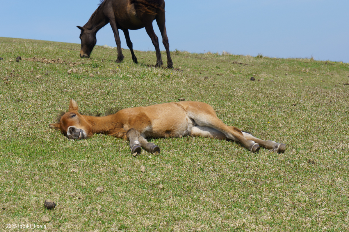 半目でちょっとこわい