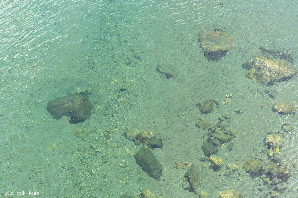 仁淀川はいつもきれい