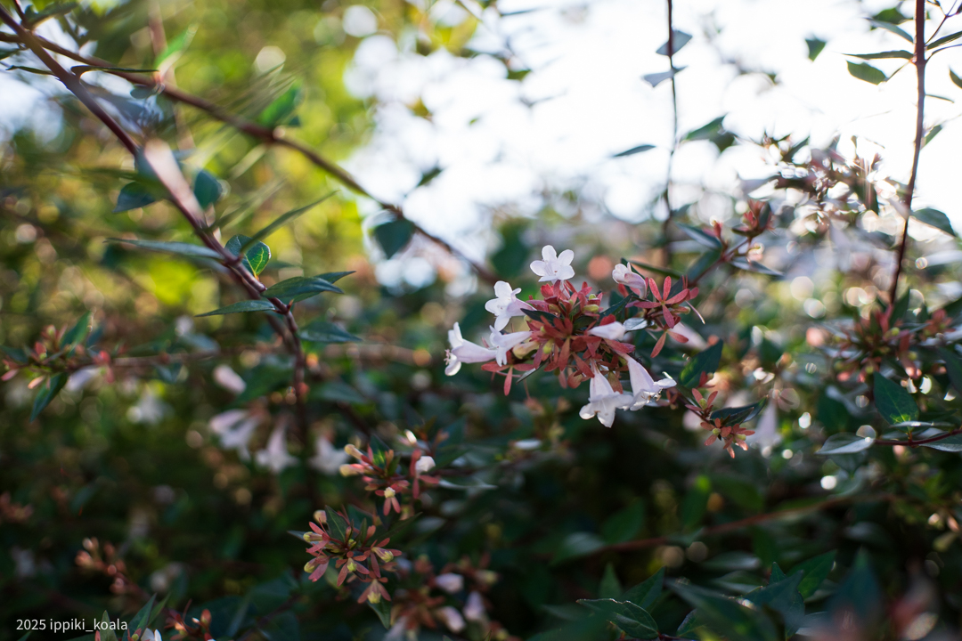 単焦点らしくお花を
