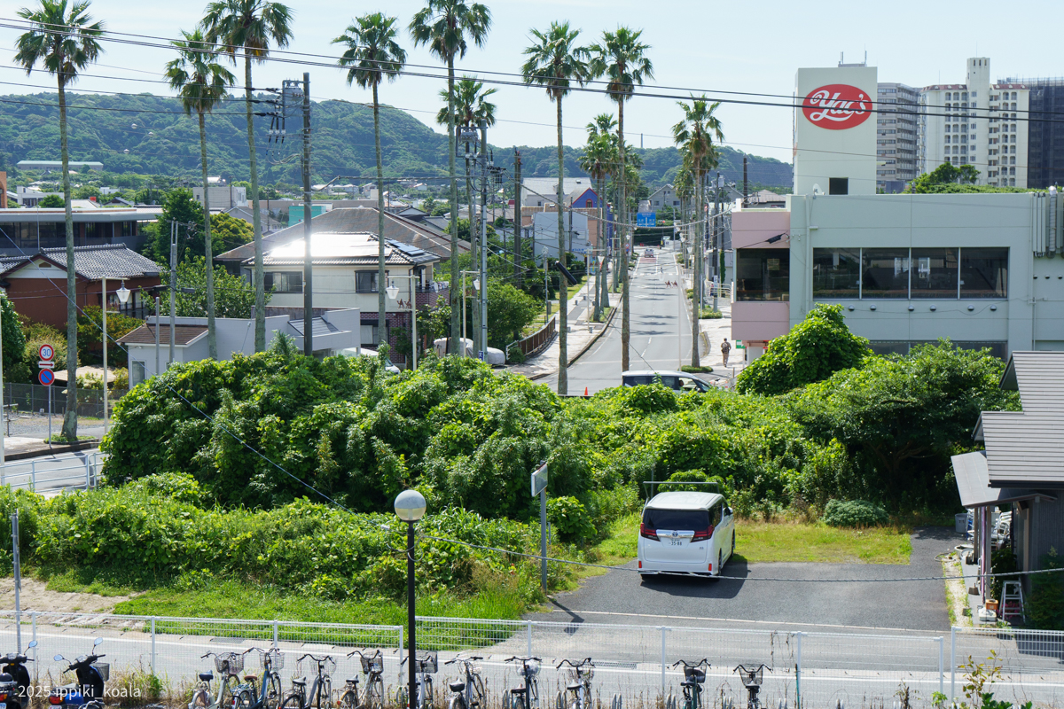 この微妙な南国感がなんとも言えない