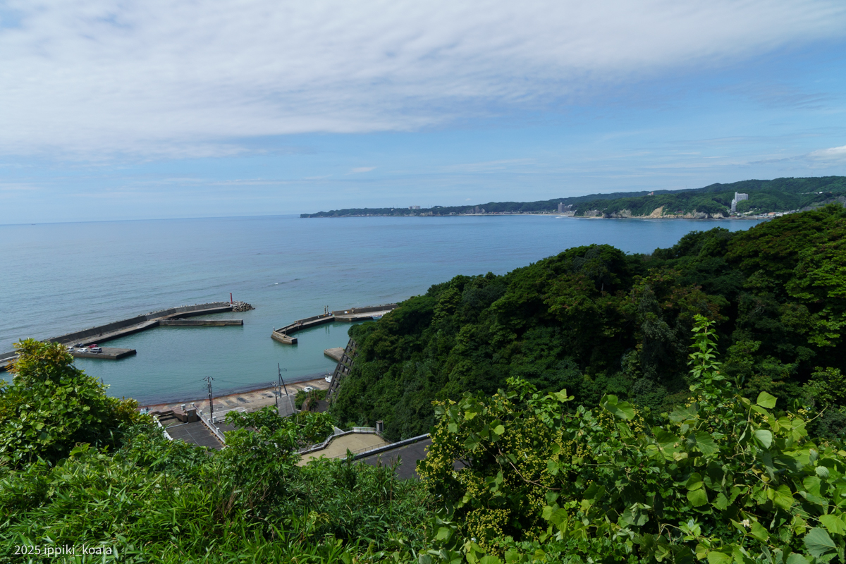 蜂が多すぎて早々に退散しました