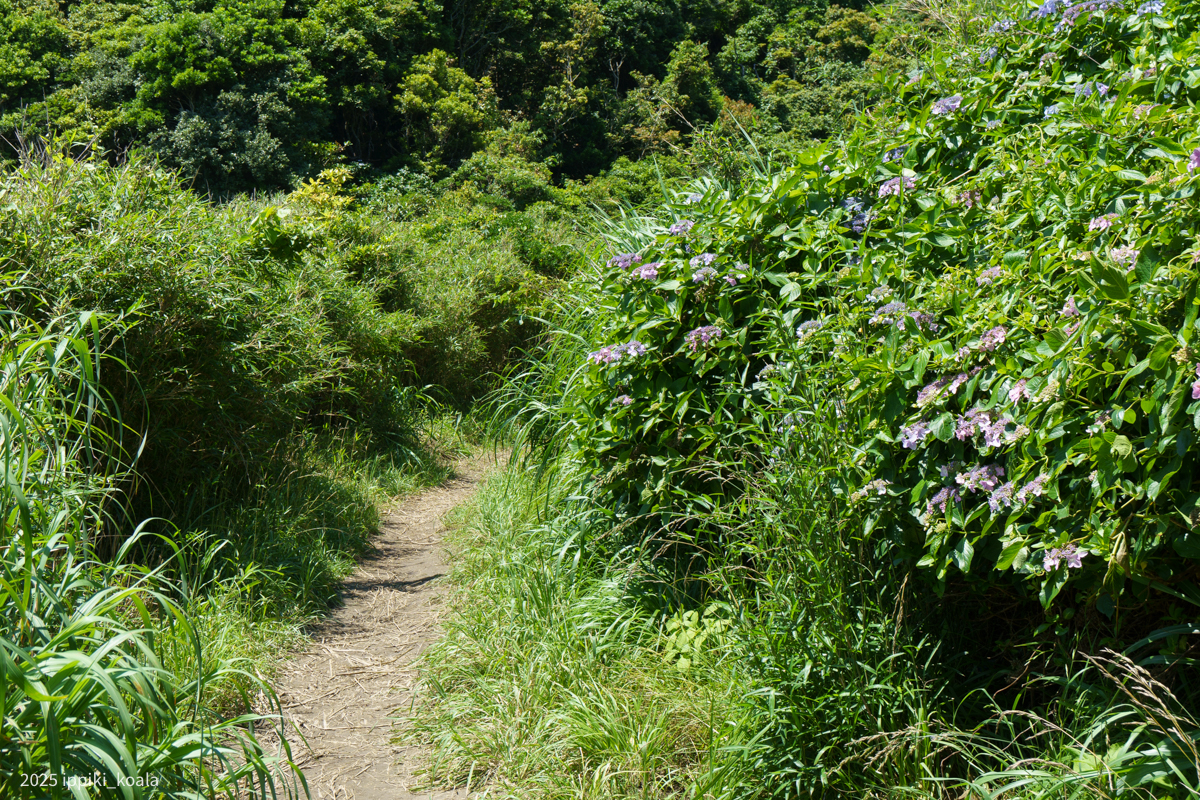 キョンが出てきてびびりました
