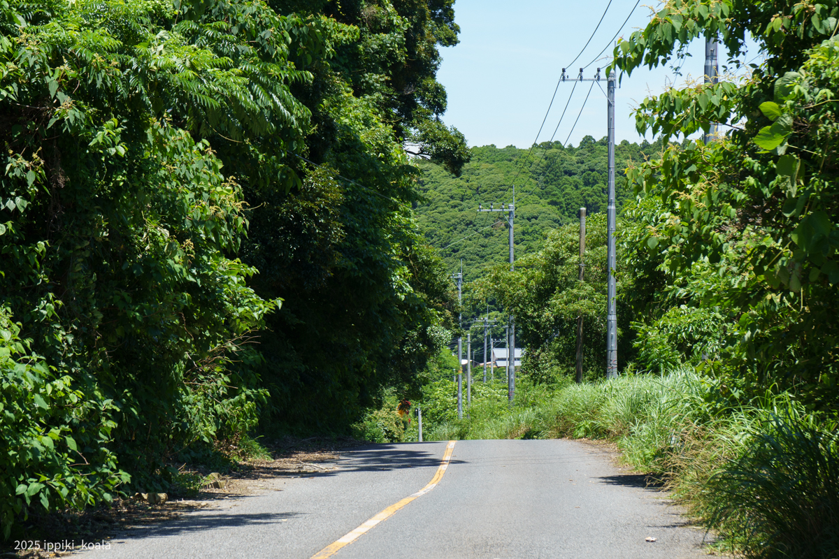 こんな感じの道をひたすら歩きます