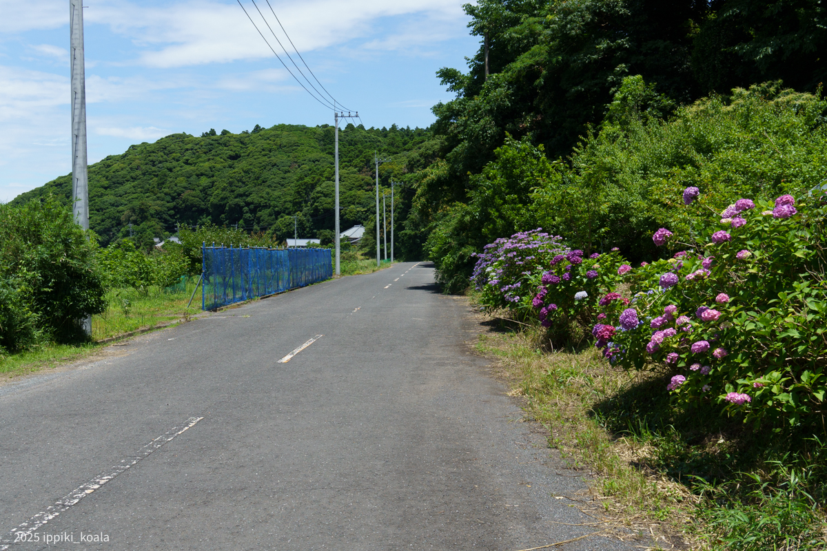 花も咲く季節でした