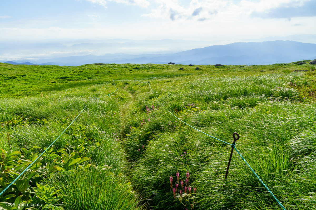 朝もミツバチが多かった