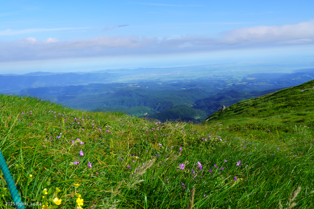 とにかく花がきれい