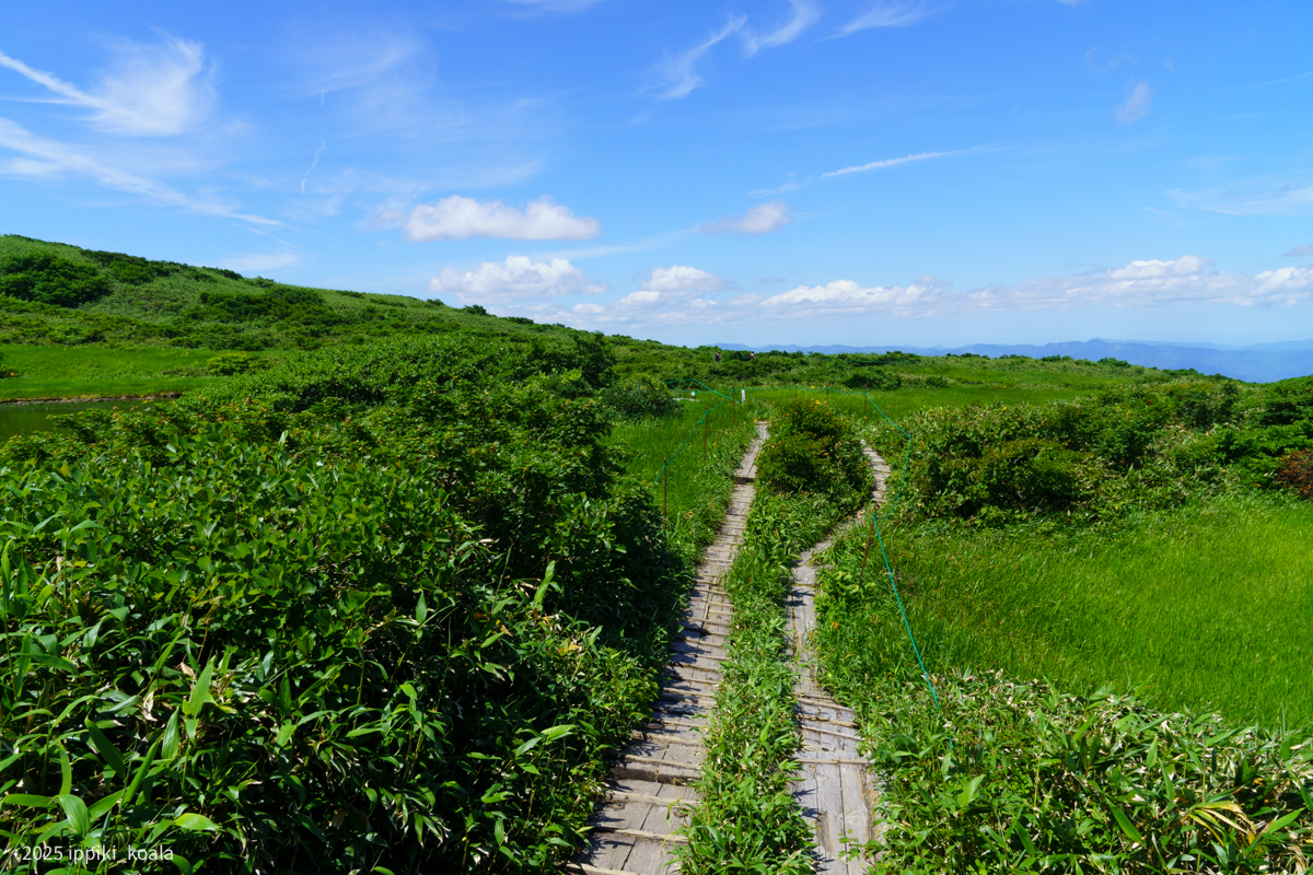 トレッキングコースは木道で歩きやすい