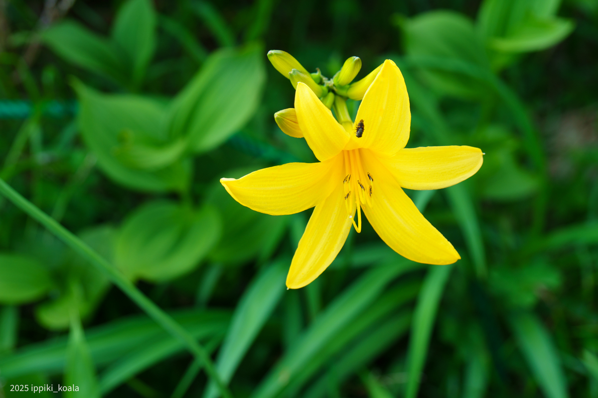 ニッコウキスゲ