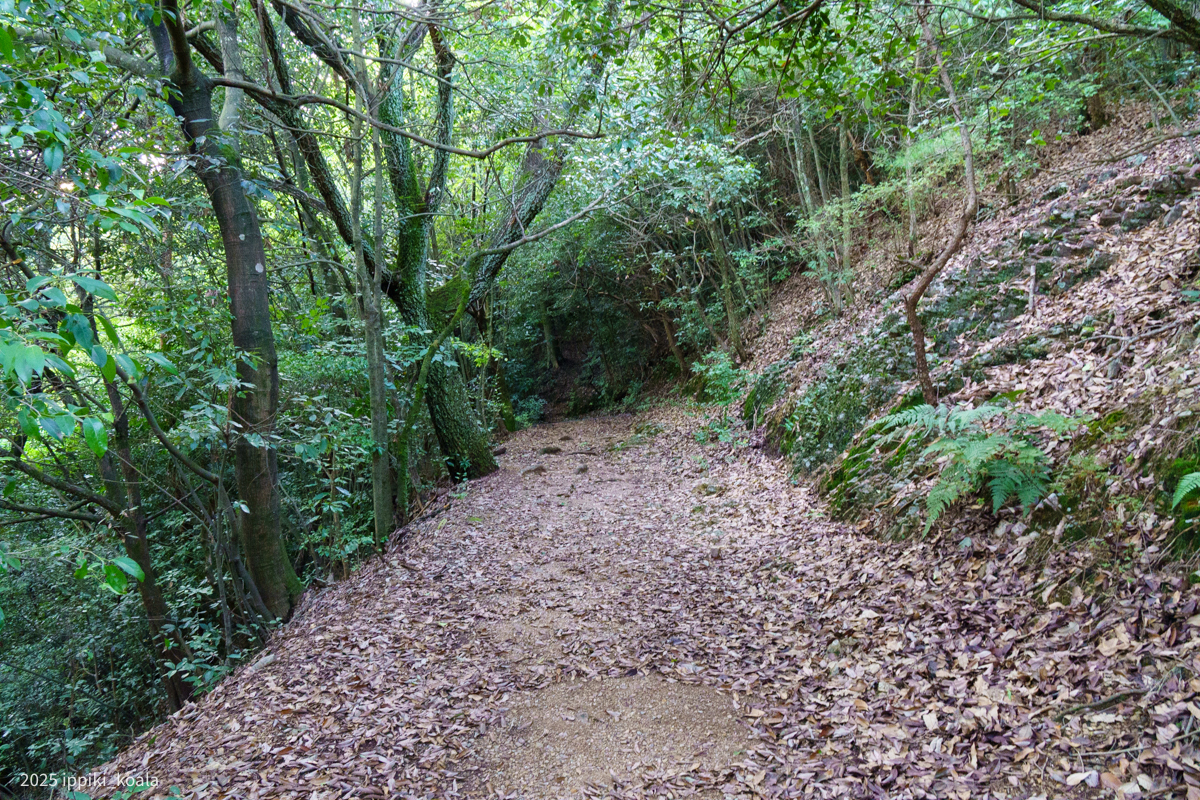 ここぐんぴぃ走ってた?