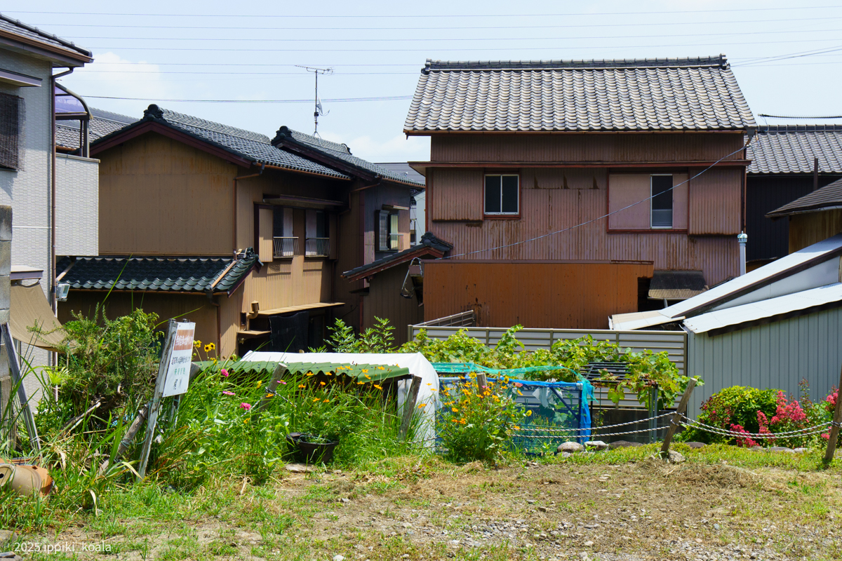 港町の何気ないお花が一番好き
