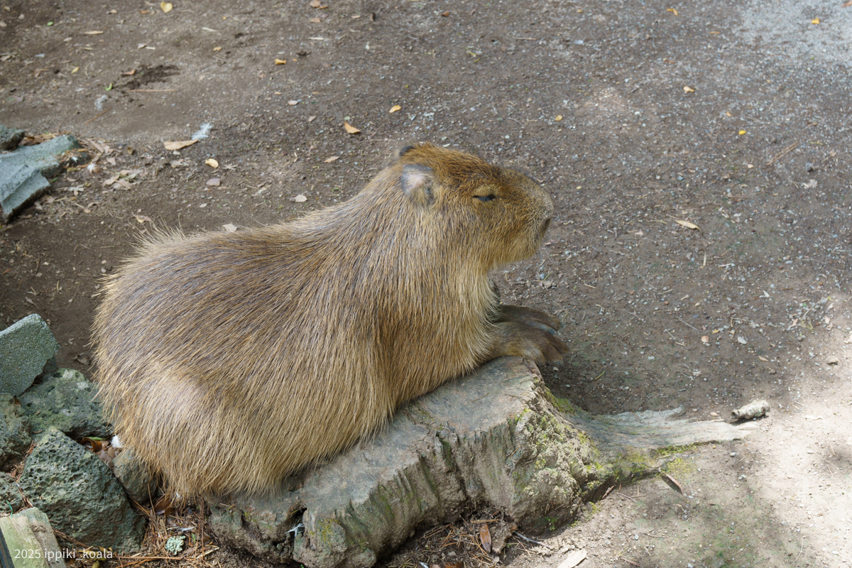 カピバラもいた