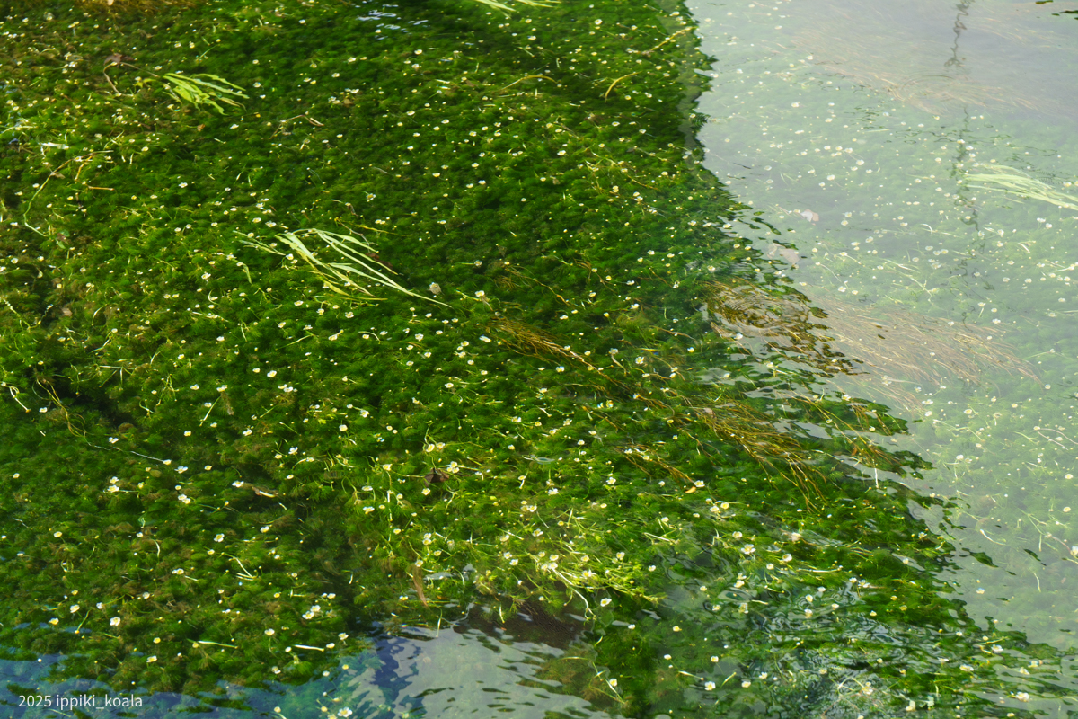 水草とそのお花