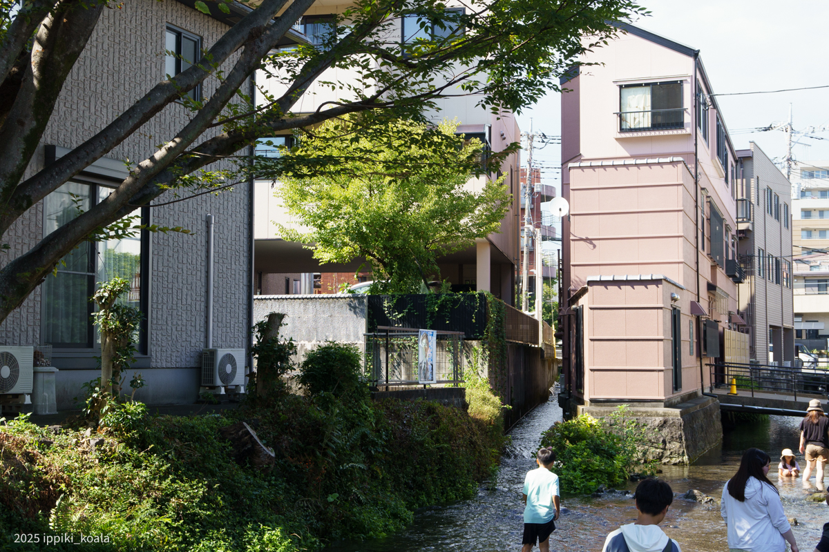 上流付近ではみんな遊んでいます