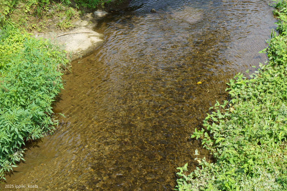 川も町並みもきれい