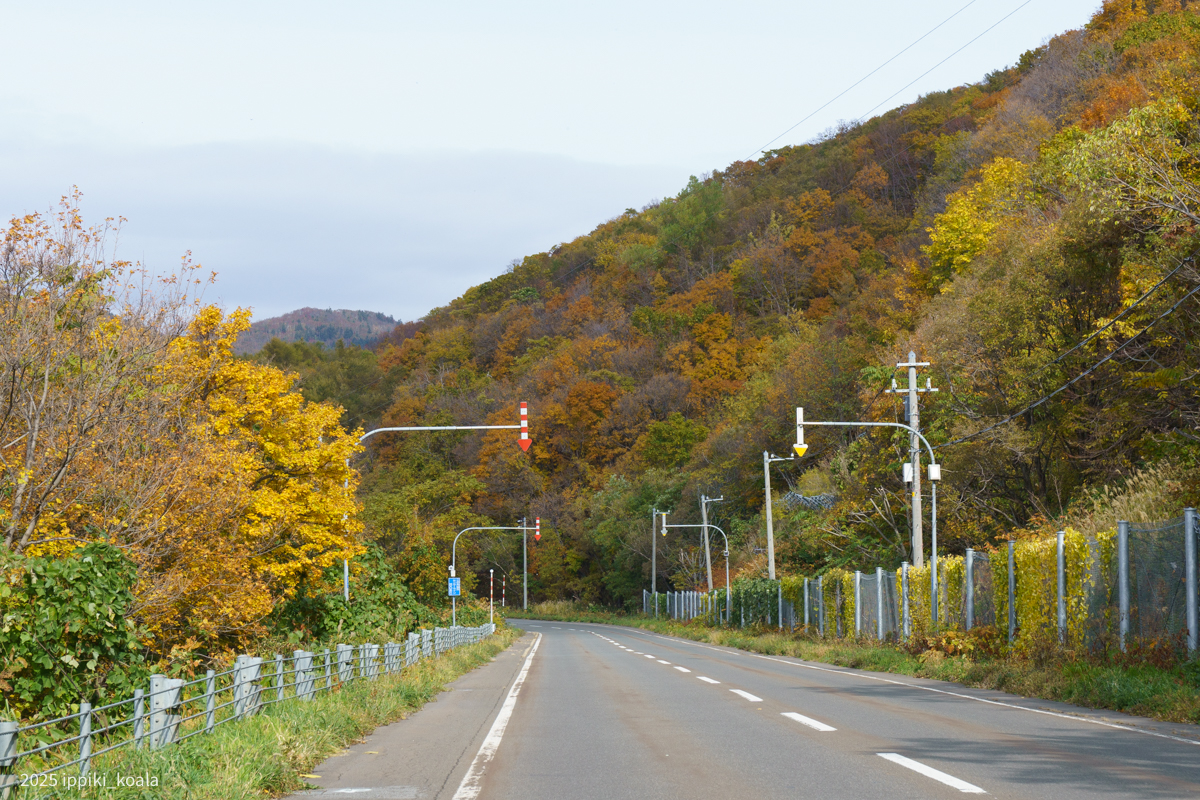 道沿いはずっと紅葉していました