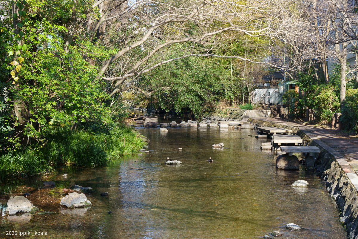 富士山からの湧水でできた源兵衛川