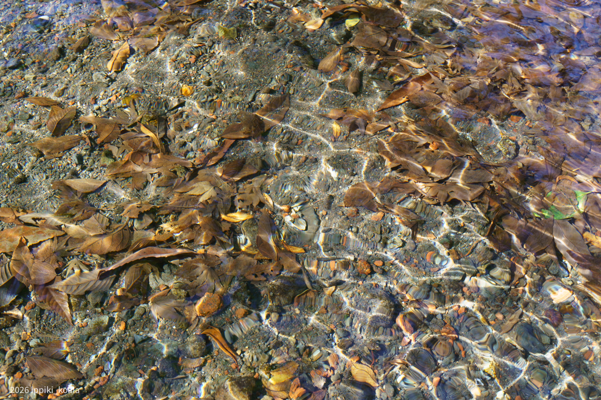 水がとってもきれい