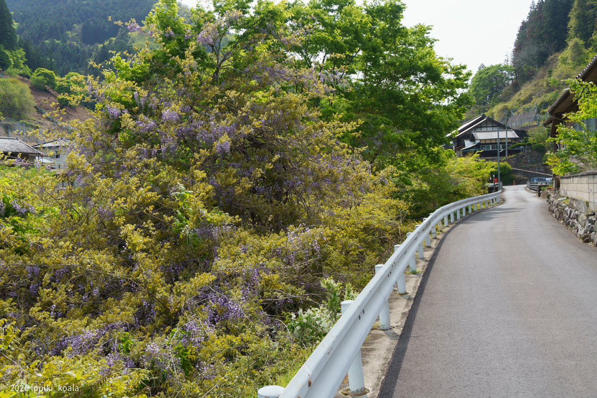 これが自然なフジの花です